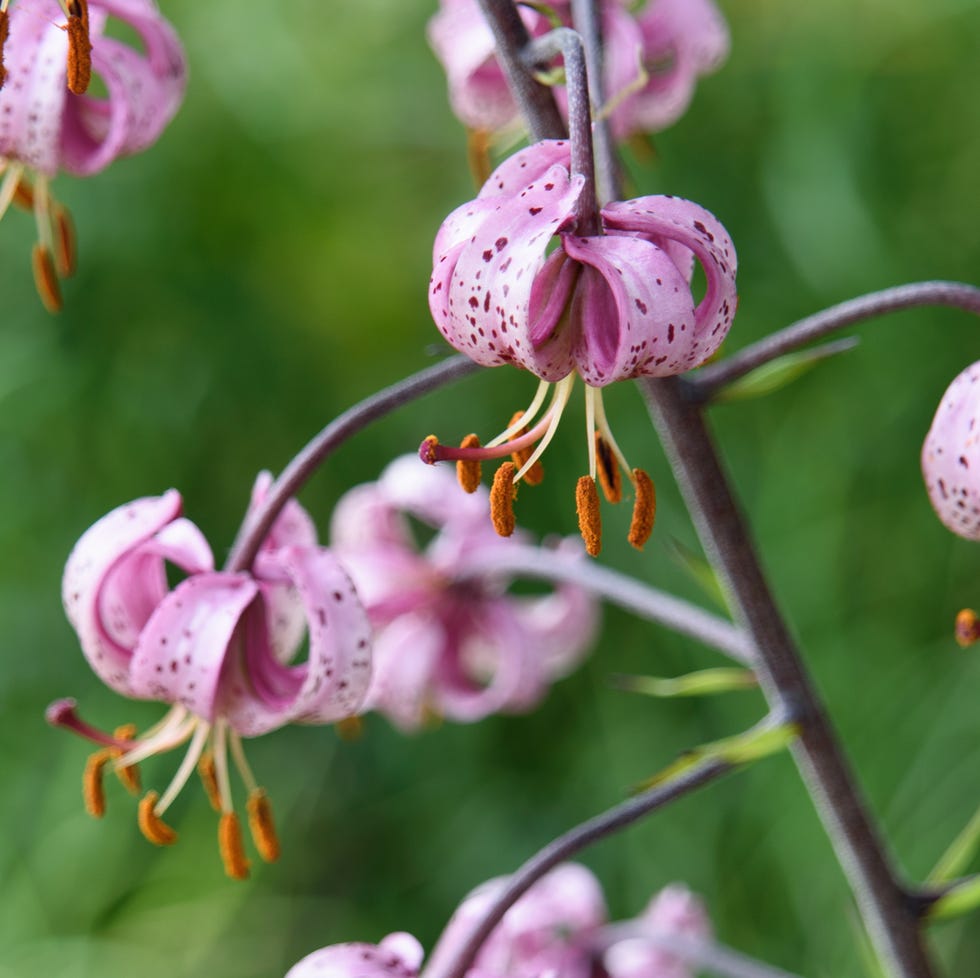 The bulbs to plant in March martagon lily (lilium martagon) in full bloom
