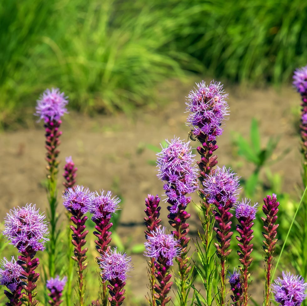 The best bulbs to plant in March purple liatris spicata l flowers close up