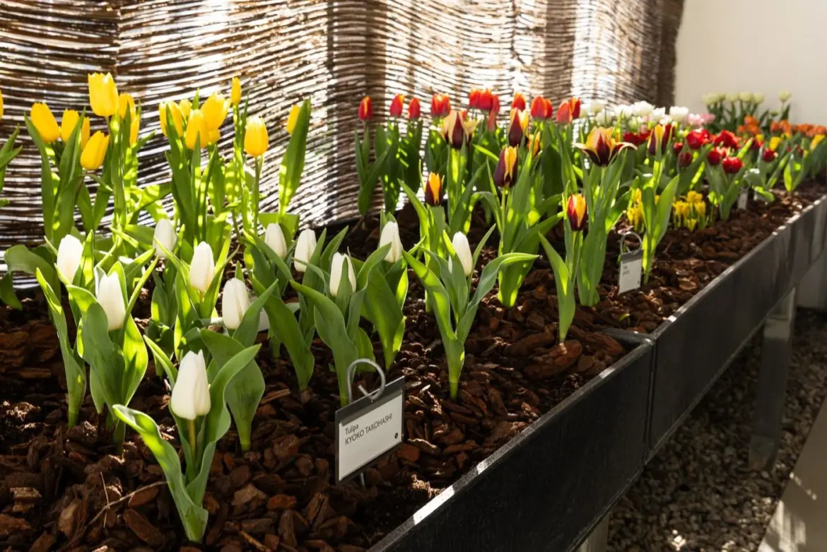 Spring Awakening Meets Contemporary Art: “Early Spring” Exhibition in the Royal Garden of Prague Castle Prague Daily News