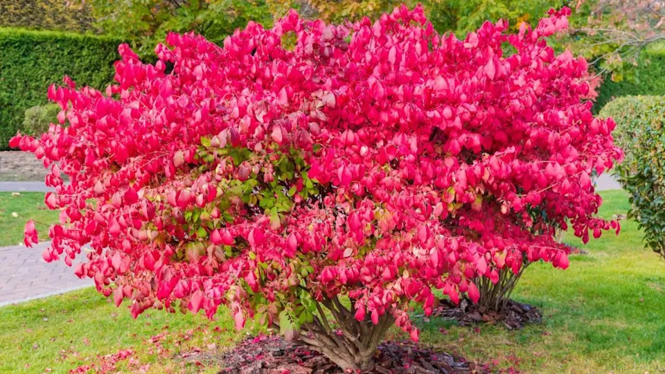 Shrubs of the Euonymus alatus with autumn leaves in park.