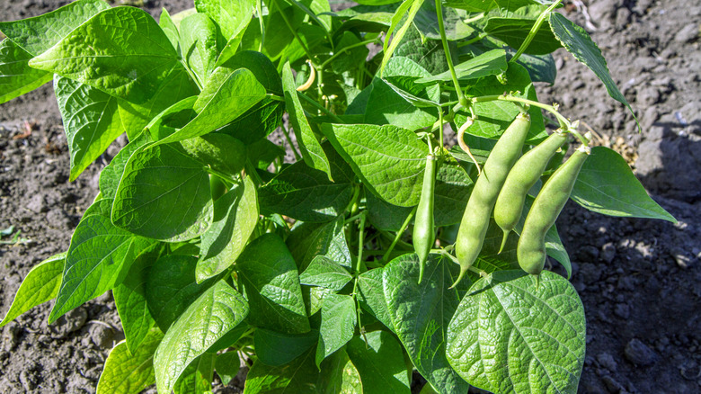 Green bush bean plant in a garden
