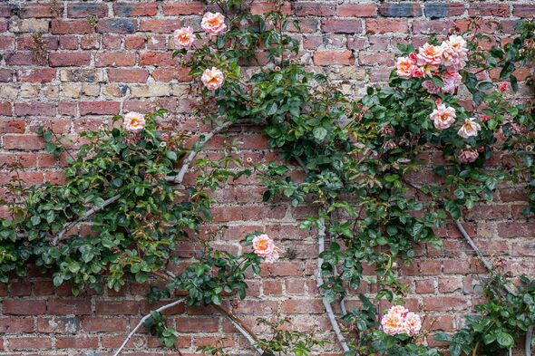 Bush with climbing roses against a brick wall.