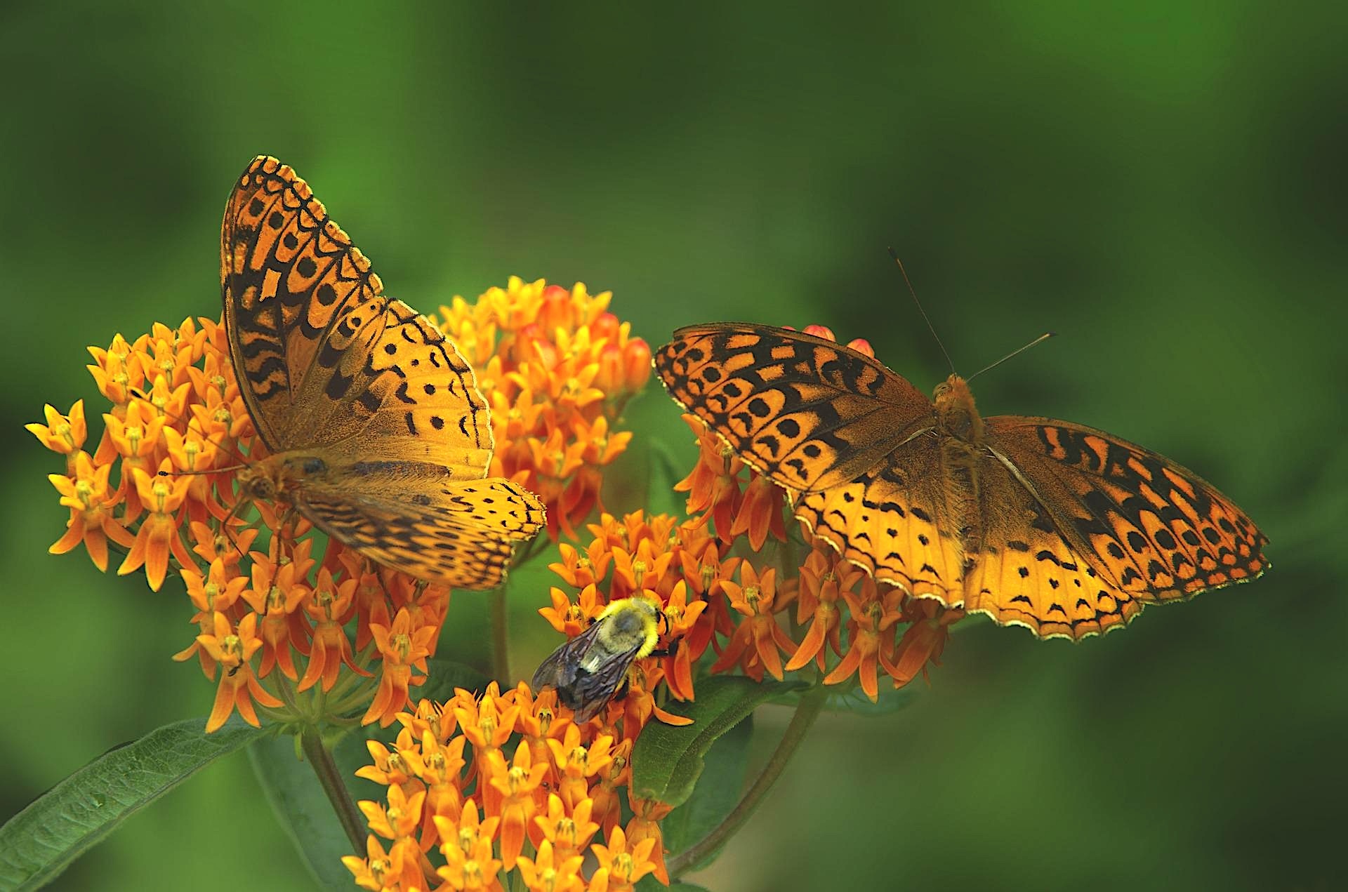 Two butterflies and bee on orange butterfly weed flowers.
