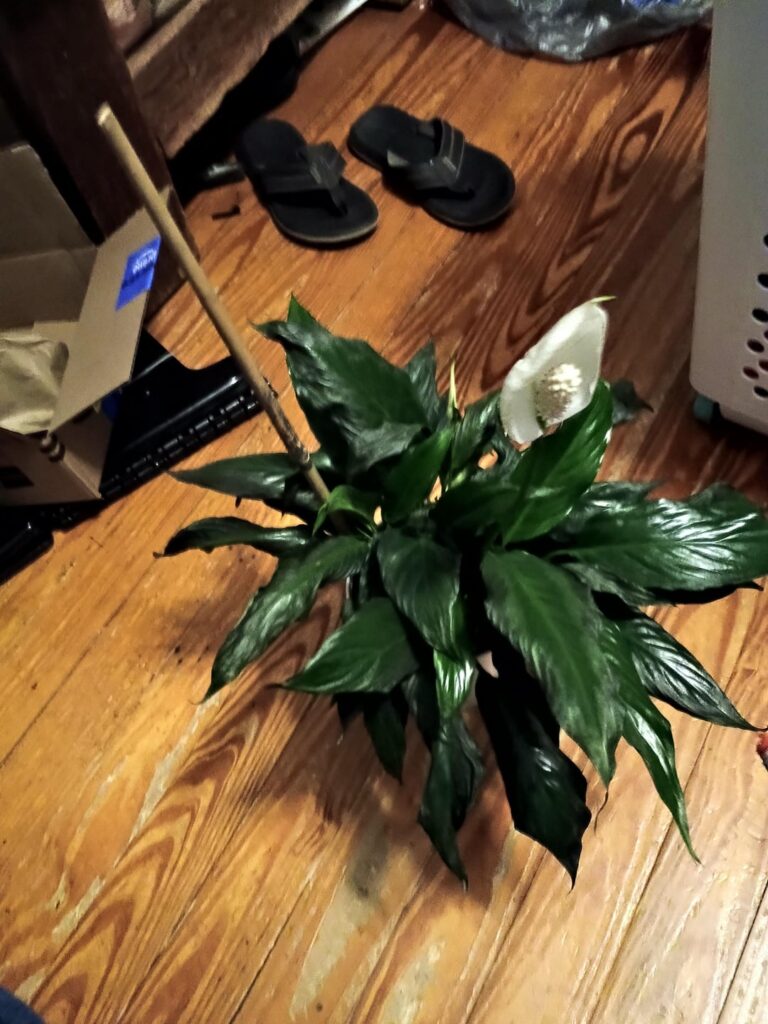 Returned from week long trip with peace Lilly like this
