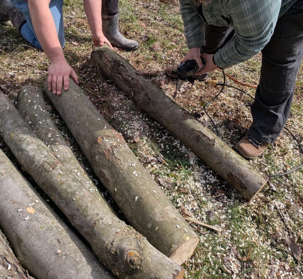 Made some mushroom logs yesterday...