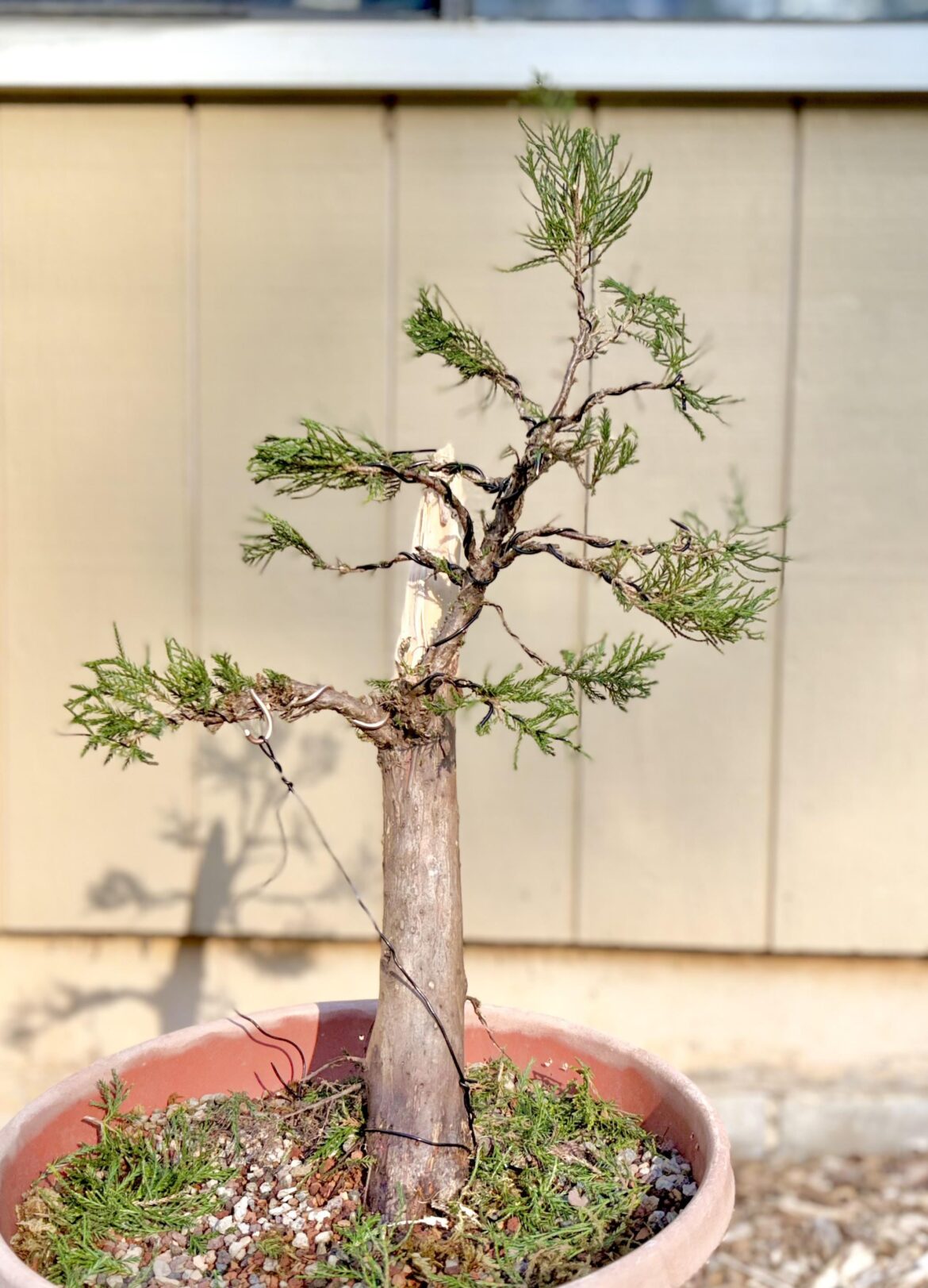 Second year since air layered