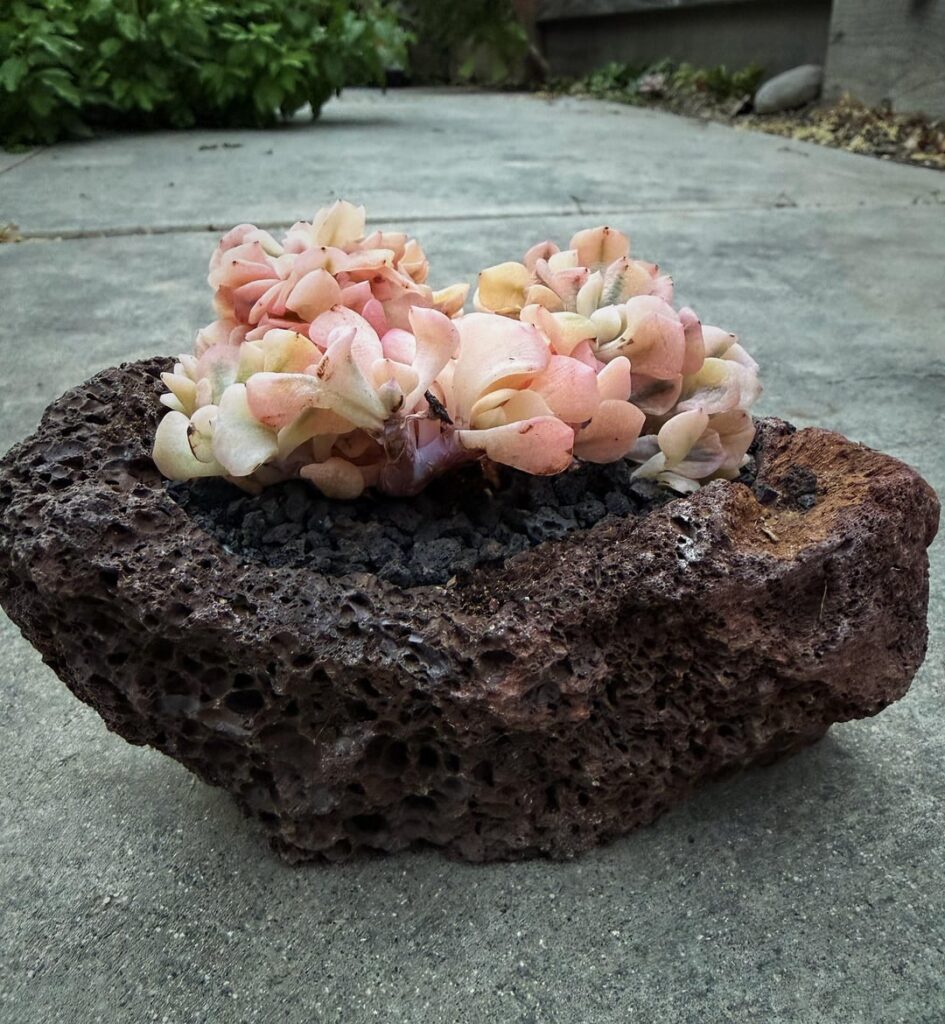 Tip on caring this one