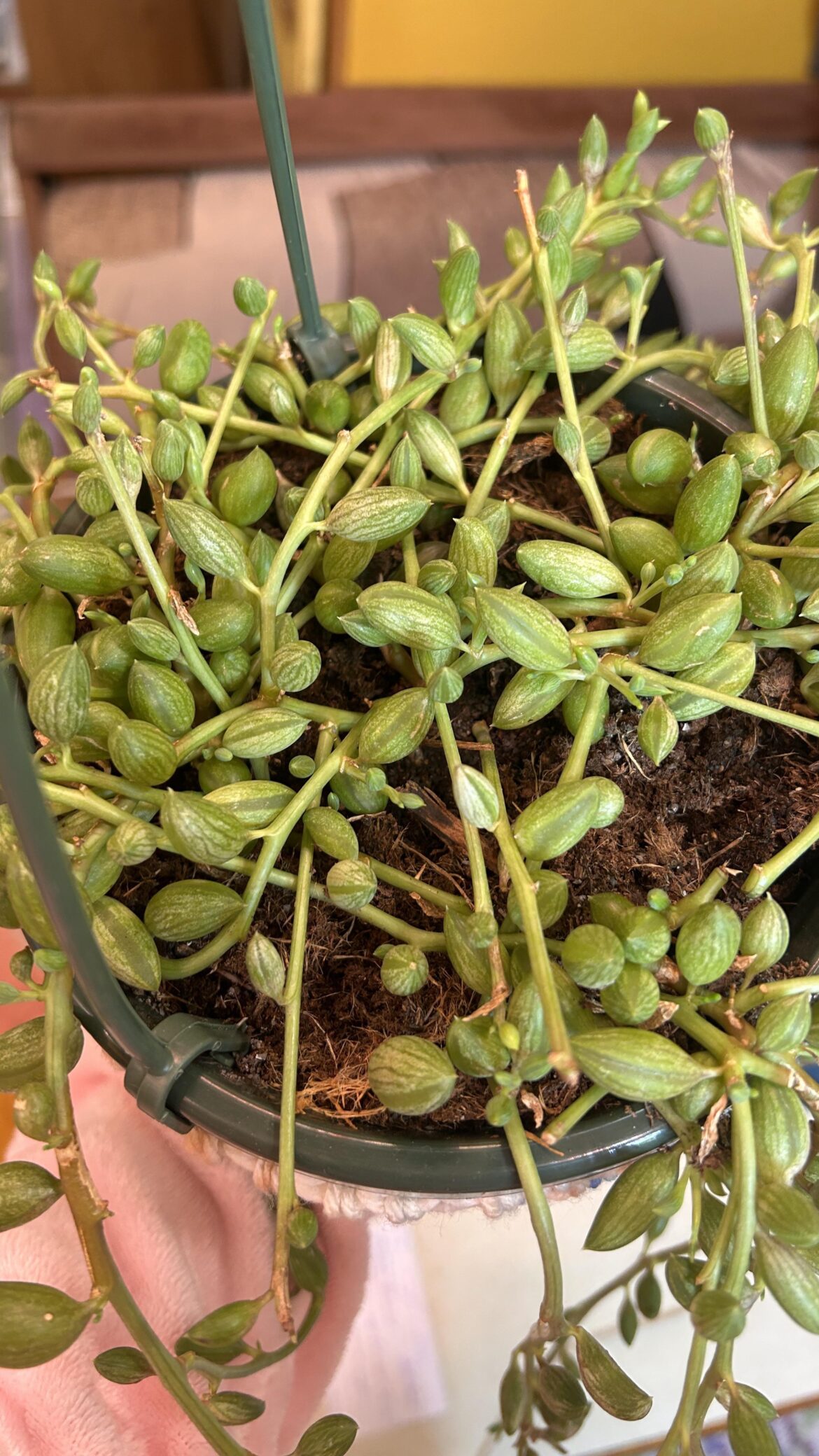 how do i tell other than checking soil if these string of watermelons need to be watered ?
