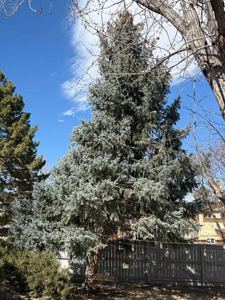 Requesting opinions on leaning tree
