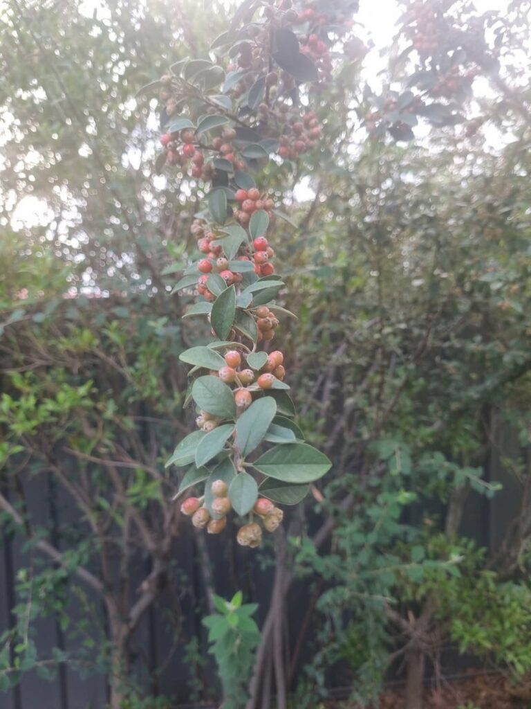 Can you please help ID some garden plants.