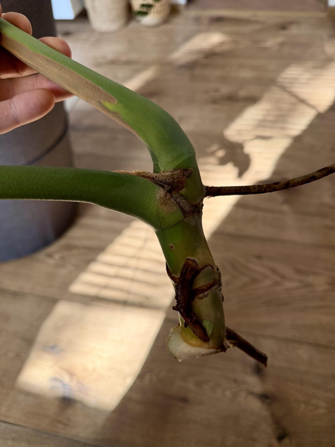 Water propagation - should I shorten it more? And how much water?
