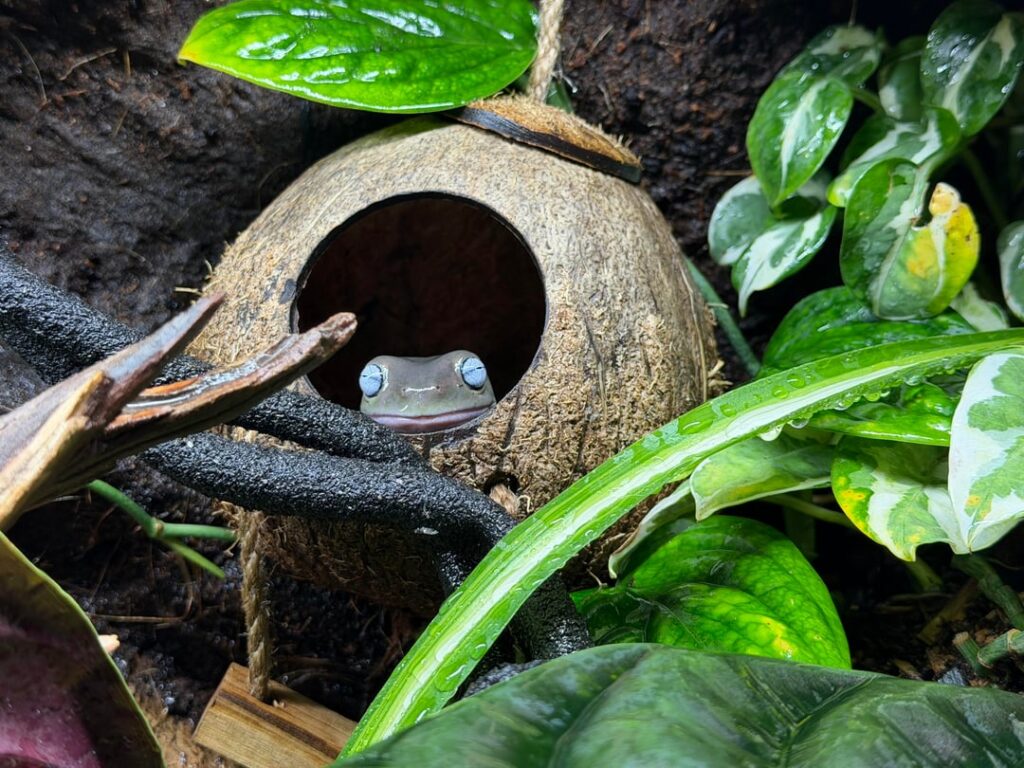 Current build for my 2 tree frogs