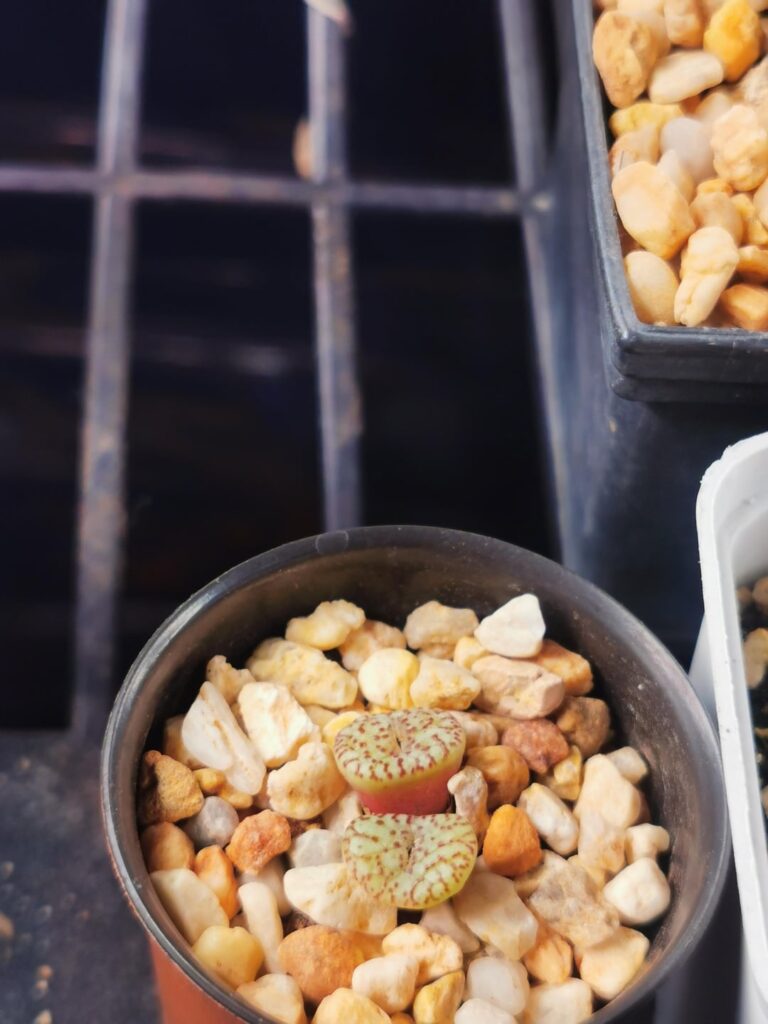 Conophytum ID?