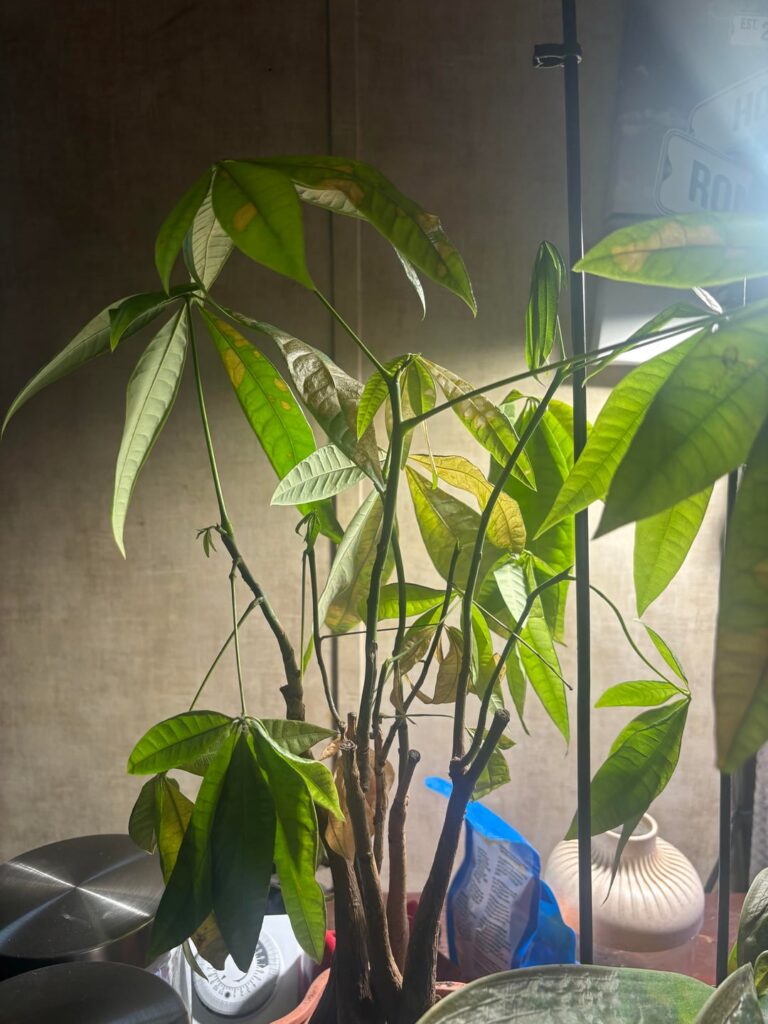 Accidentally left my plants outside and it frosted