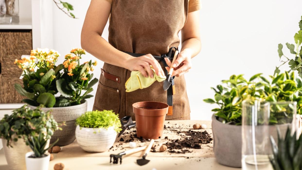 Female gardener cleans garden tools after transplanting plants working at workshop. Planting of home green plants indoors, home garden, hobby, gardening blog, small flower growing business concept