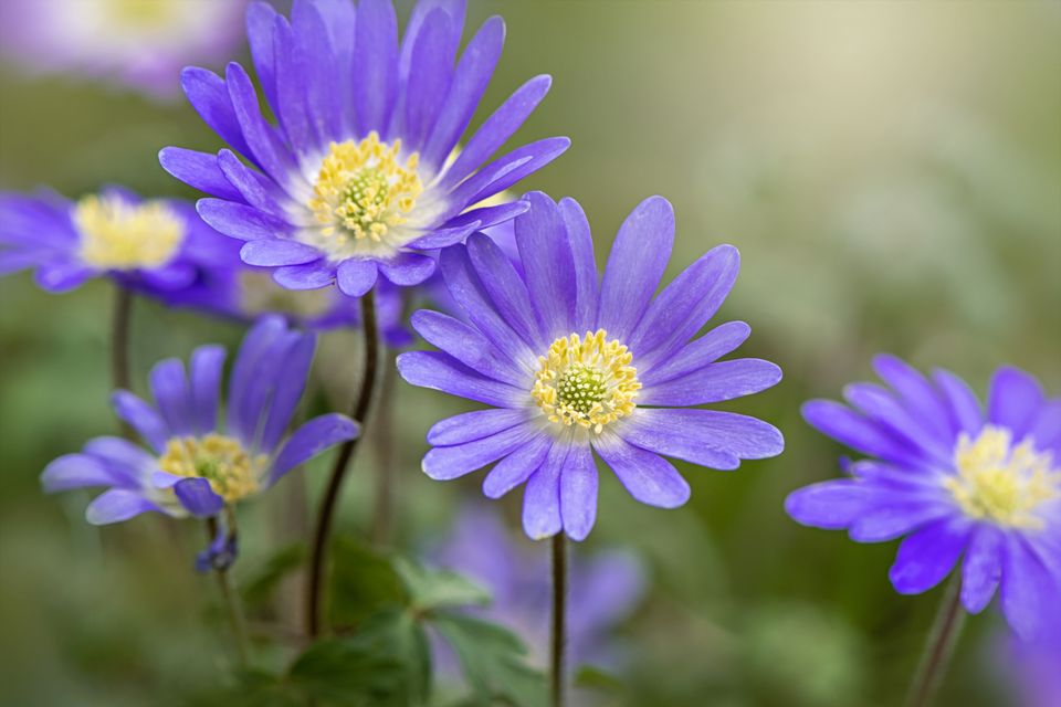 Anemone blanda