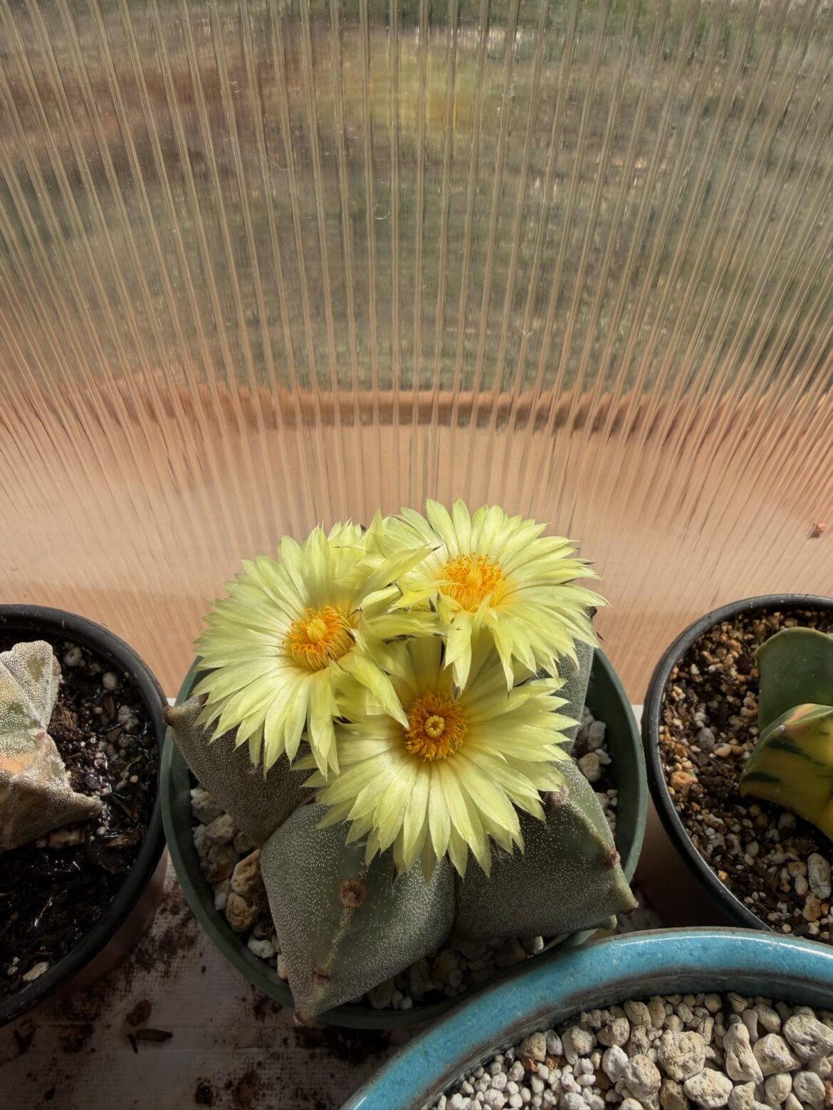 Triple Bloom from my Bishop's Cap!