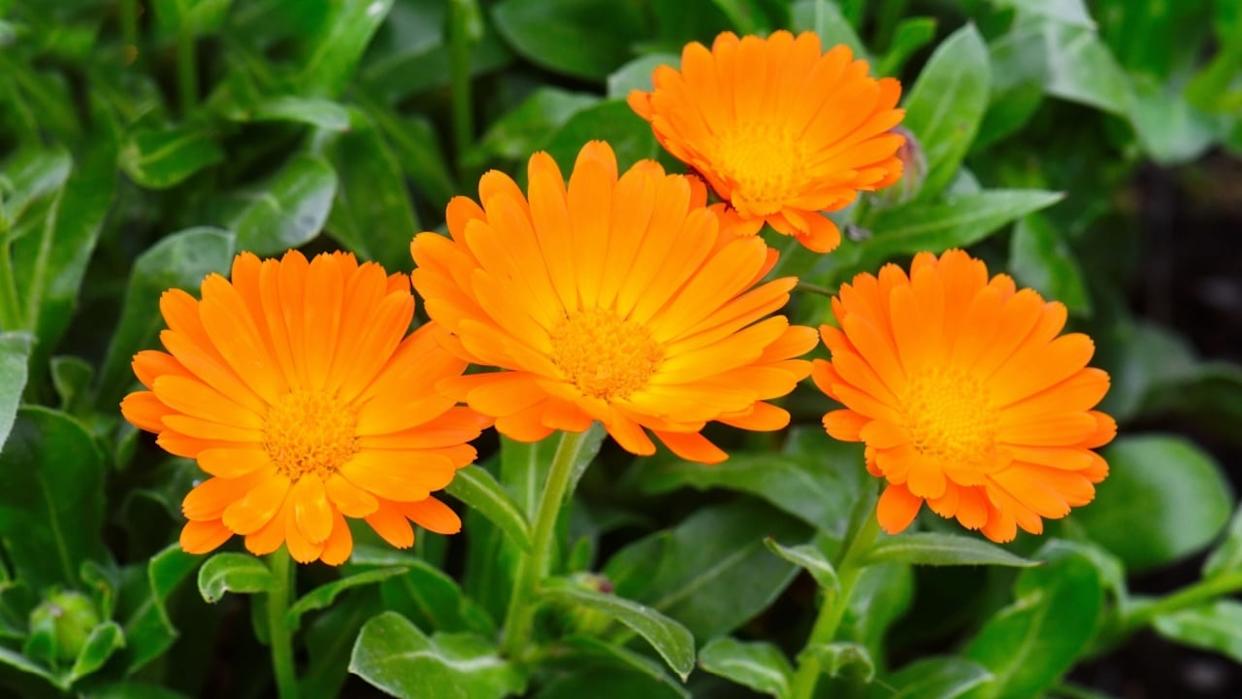 Bright flowers of calendula (Calendula officinalis), growing in the garden.