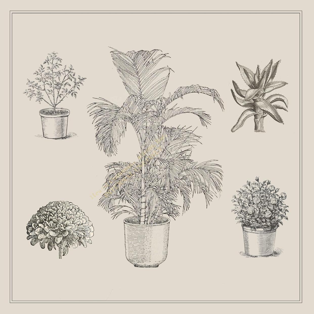 illustration of various indoor plants in pots