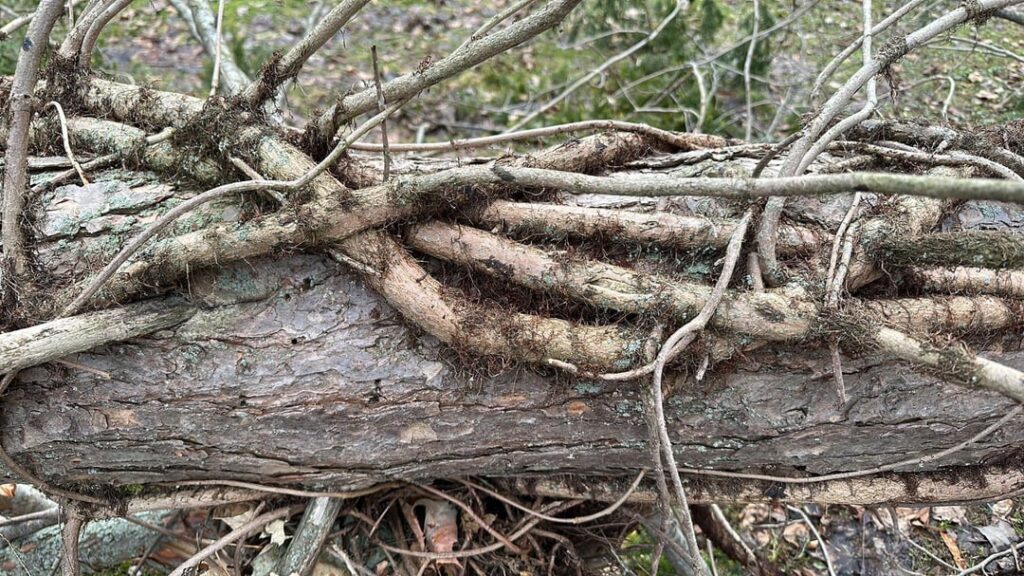 How can I cut this up/ remove this fallen tree without getting poison ivy?