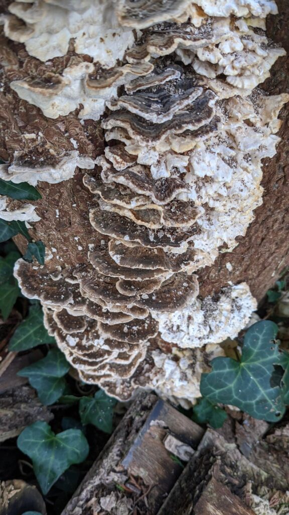 Fungi