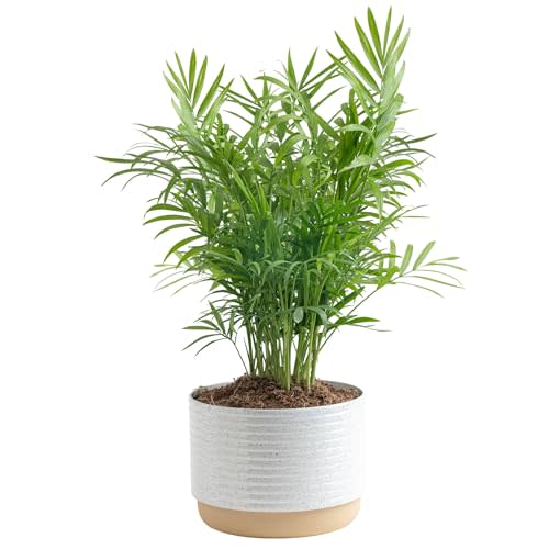 Amazon Is Having a BIG Sale on Insta-Worthy Plants