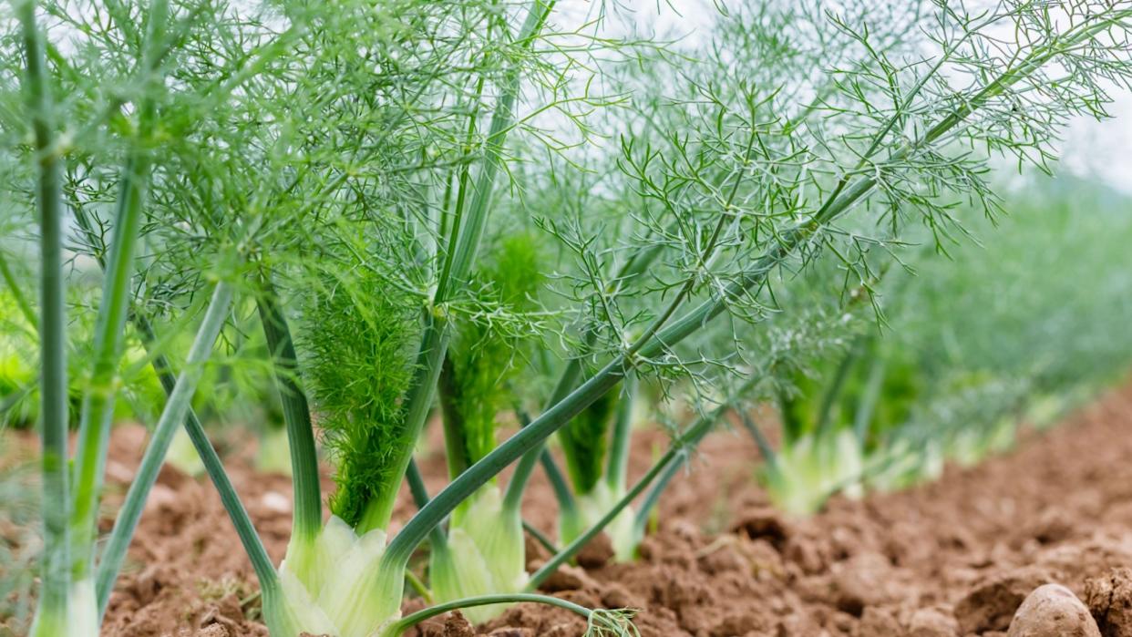 Fennel Bulb in garden bed