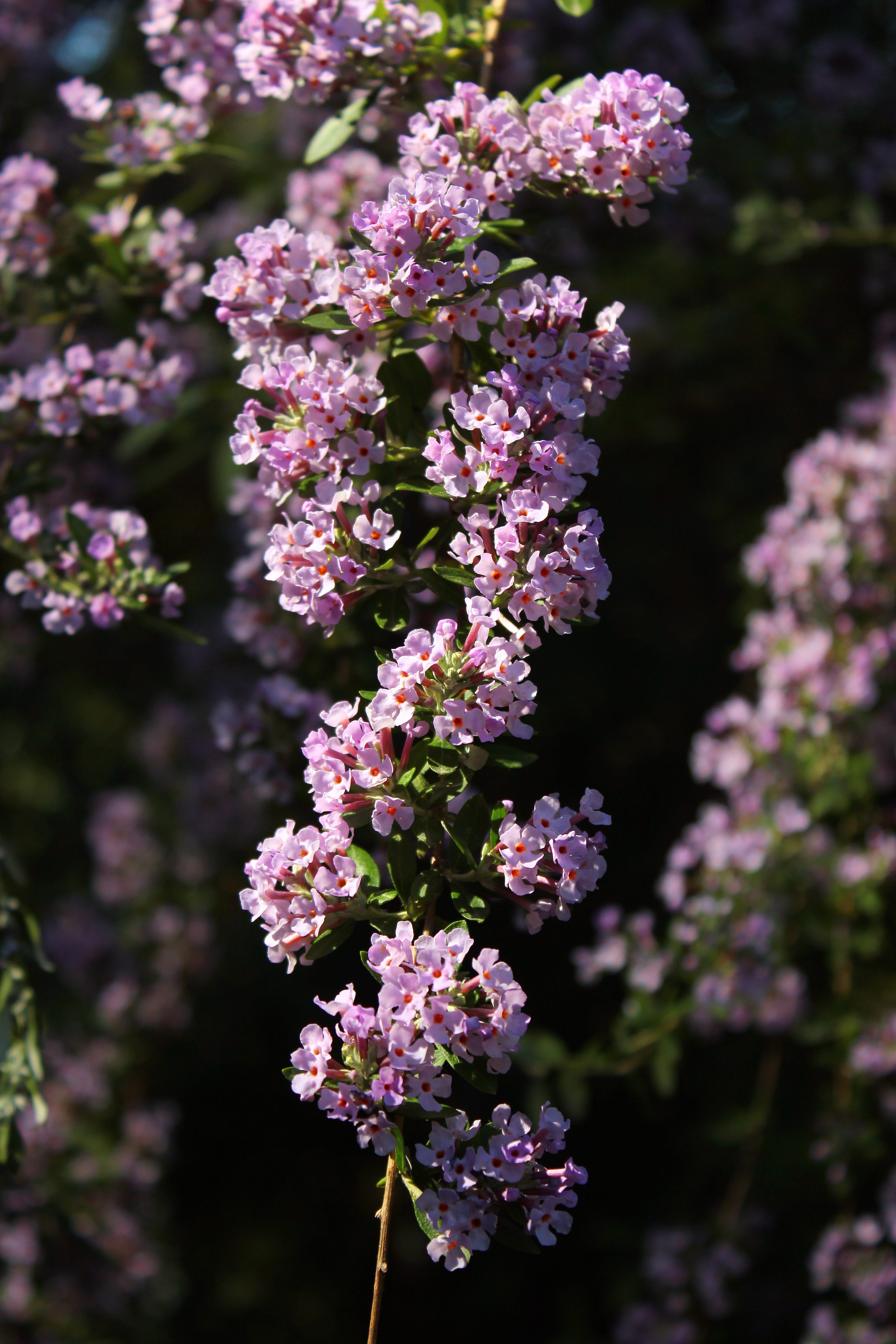flowers of alternate leaved butterfly bush (buddleja alternifolia)