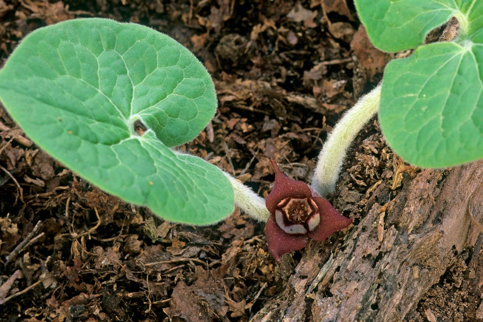 why you should never plant english ivy alternatives