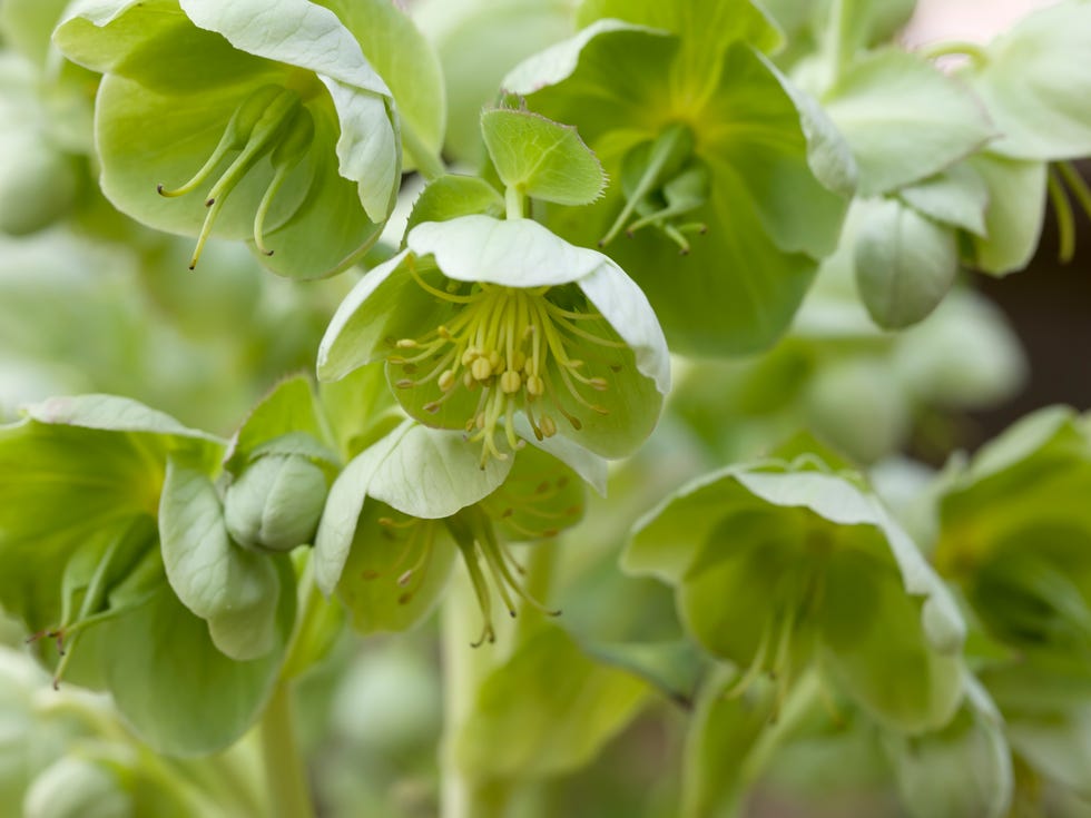 Green Hellebore, Bear's-foot (Helleborus viridis)