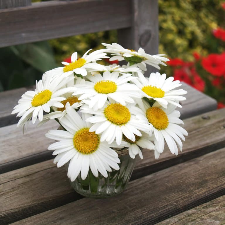 Cottage Garden Shoppable list Shasta Daisy Seeds