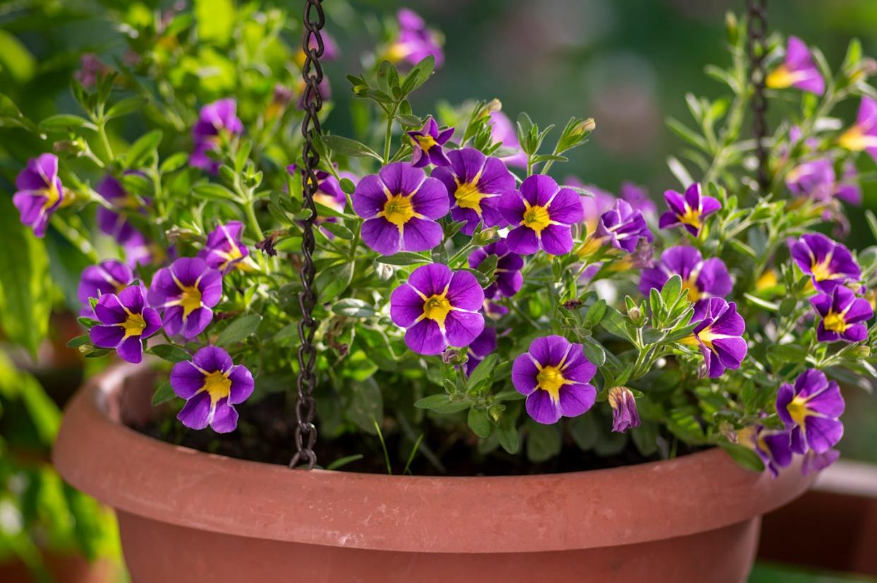 Calibrachoa parviflora seaside petunia starlight blue flowers in bloom, bright color flowering ornamental million bells plant
