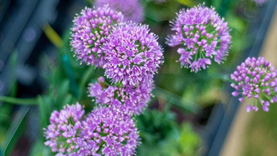 Allium flowers planted in the front yard.