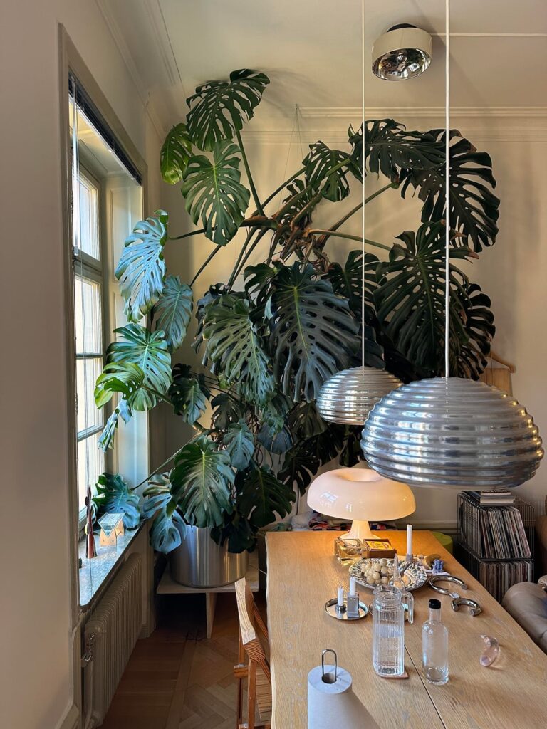 Tips on how to get my slightly battle-scarred beast of a monstera to thrive.