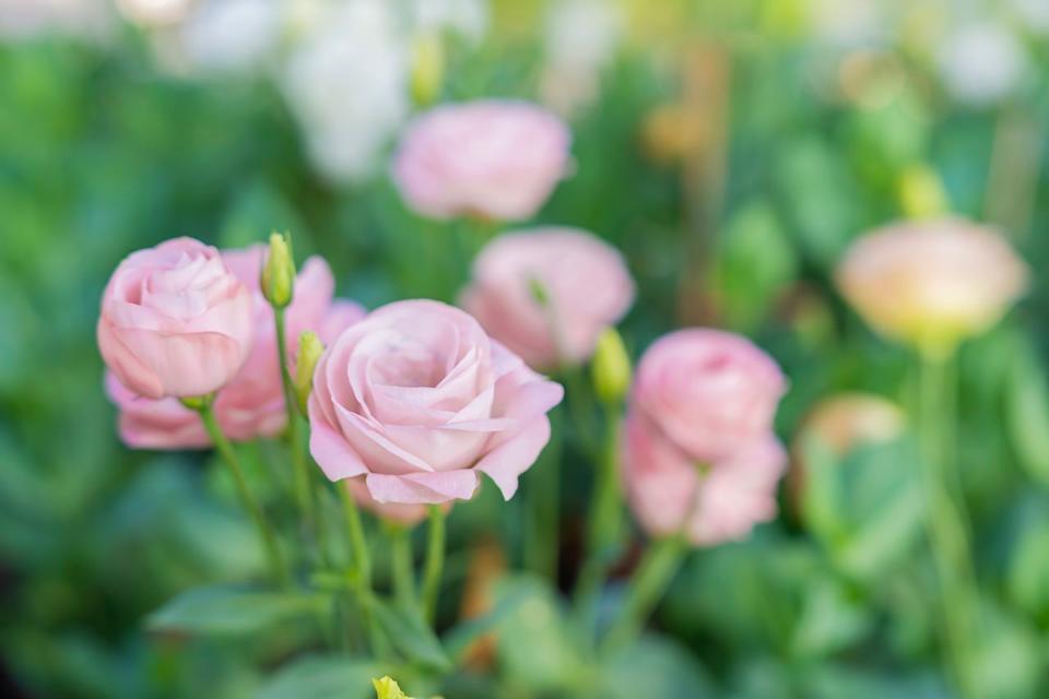 Credit: Pakin Songmor / Getty Images