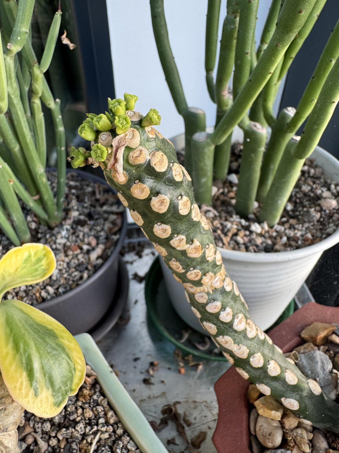 Its alive! Royleanna inermis