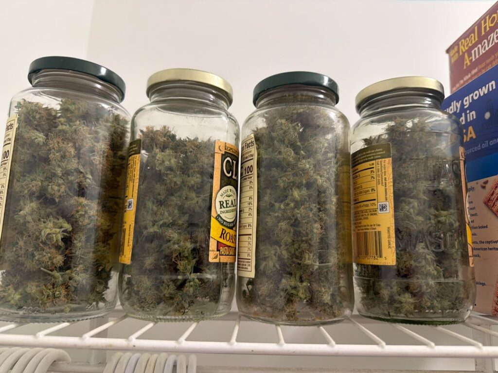 50 watt White Widow harvest