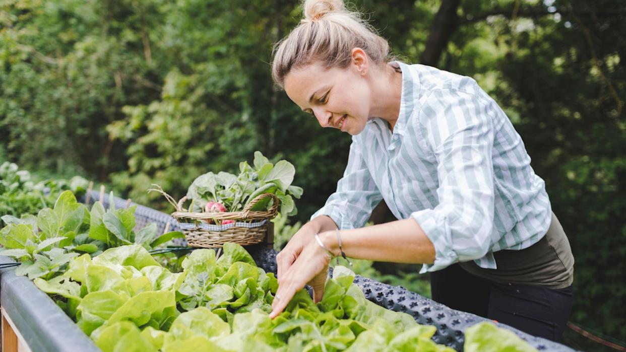 young woman harvesting different kinds of vegetables from raised bed in garden