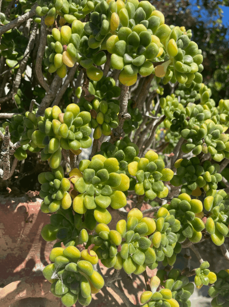 Aeonium lindleyi, The Only Antidote For Euphorbia Sap