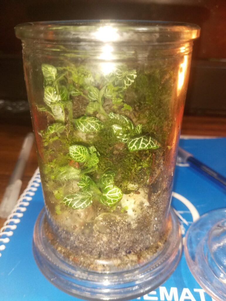 What light would be appropriate for my terrarium (and any future terrariums)?