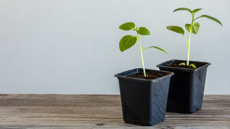 two tomatillo seedlings in pots