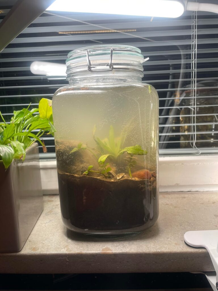 Made my second ecosphere today!