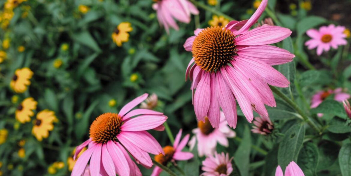 6 Flowers To Plant In March That Will Bloom In Your Garden All Summer Long 6 Flowers To Plant In March That Will Bloom In Your Garden All Summer Long