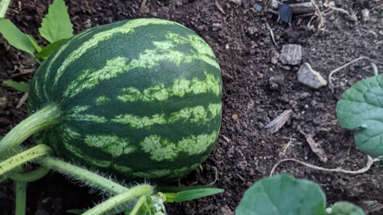 Watermelon growing in the garden.