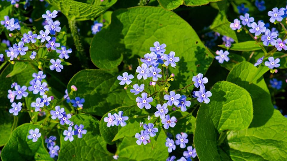 A cluster of small, vibrant blue flowers, beautifully contrasted against the lush green leaves in the background. Inflorescence of purple spring flowers. Brunnera macrophylla. Forget-me-not flowers.