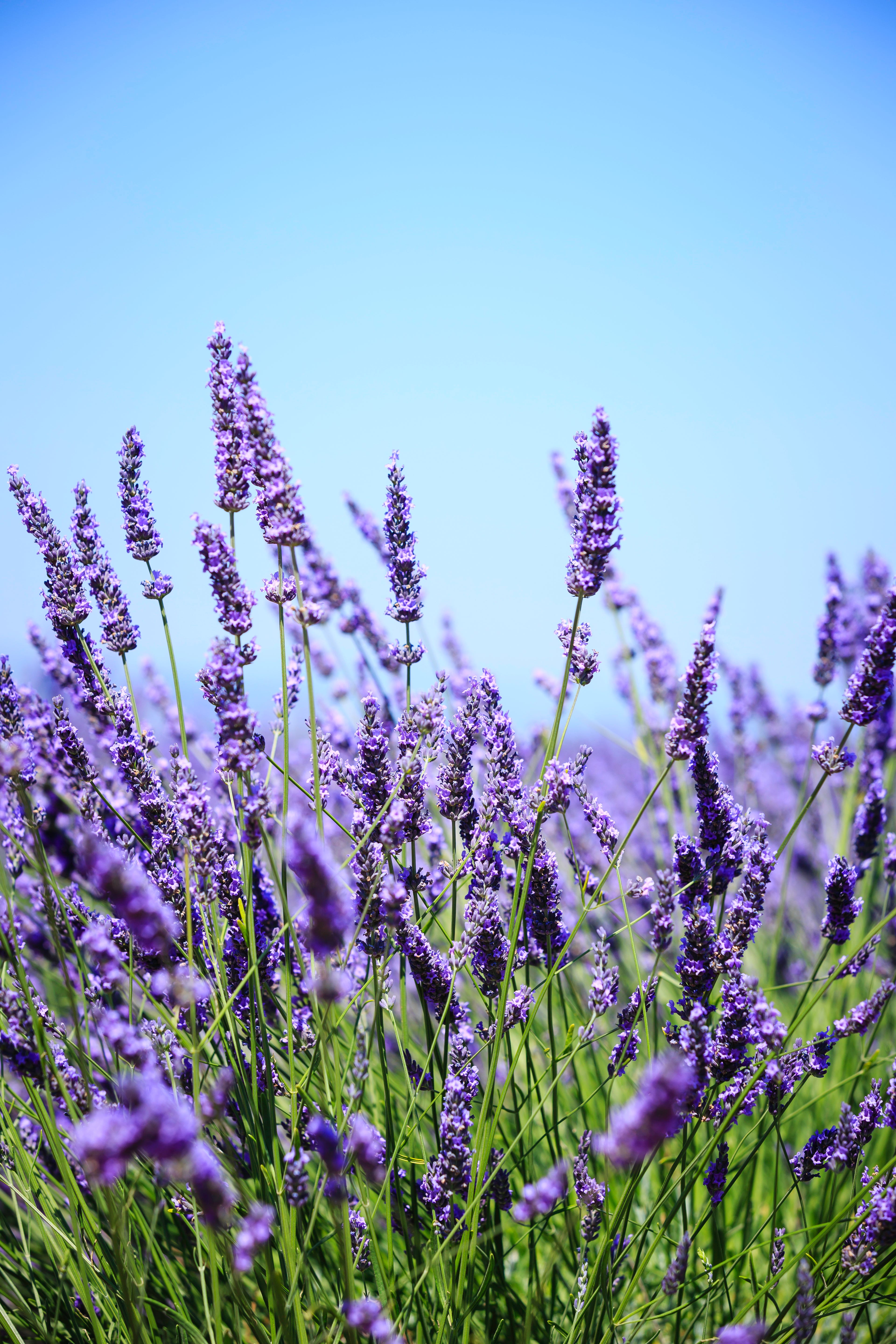 lavender field