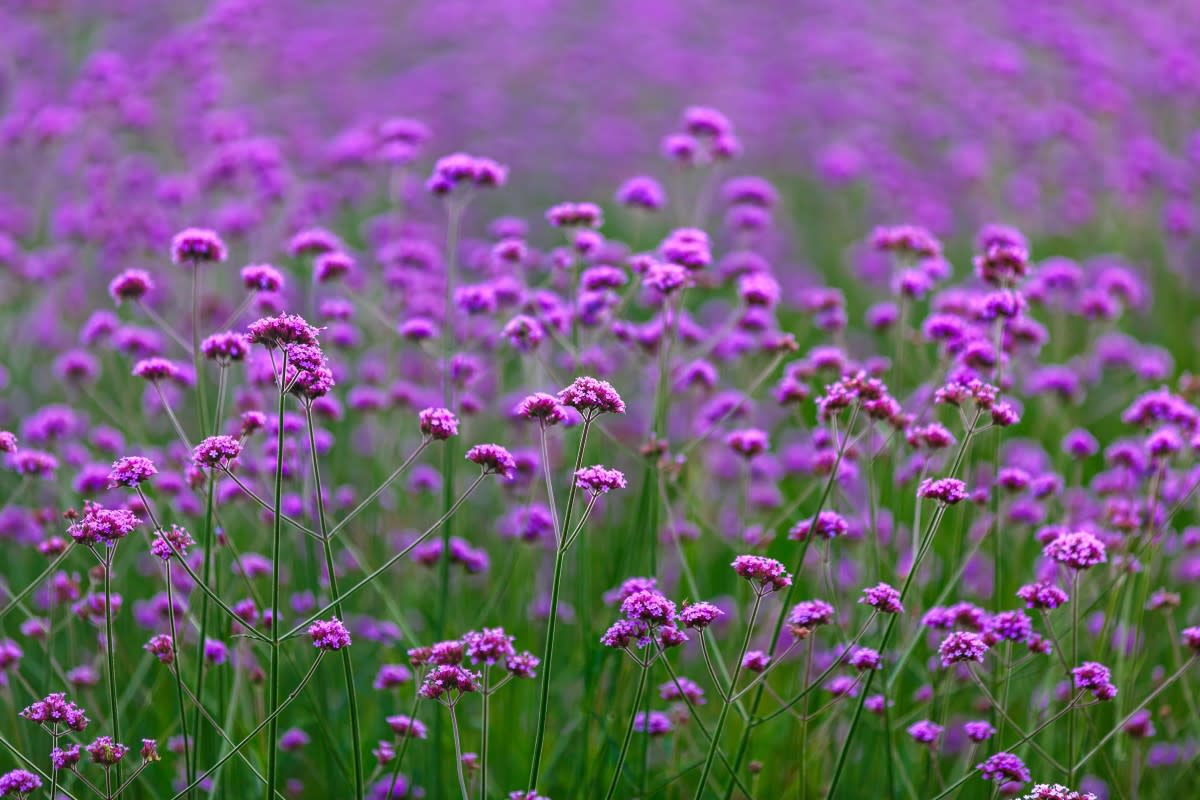 Verbena Bonariensisnutt &sol; Shutterstock&period;com