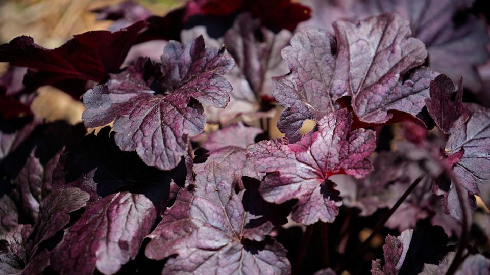 Coral BellsAngela Peterson&sol;Milwaukee Journal Sentinel &sol; USA TODAY NETWORK &sol; Imagn&period;com