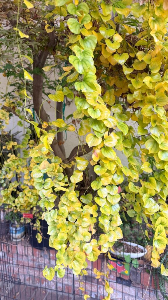 Dioscorea elephantipes advice