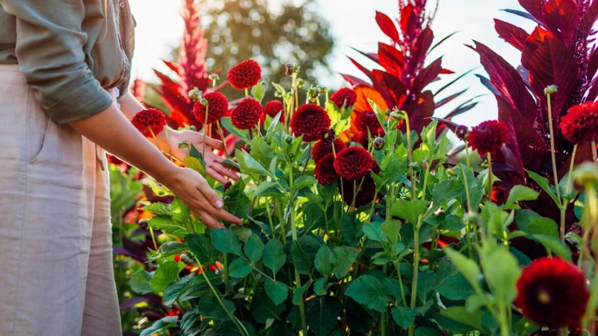 You Don’t Have to Go Pale Anymore, Jewel Tones Are the Smartest Garden Choice of 2026